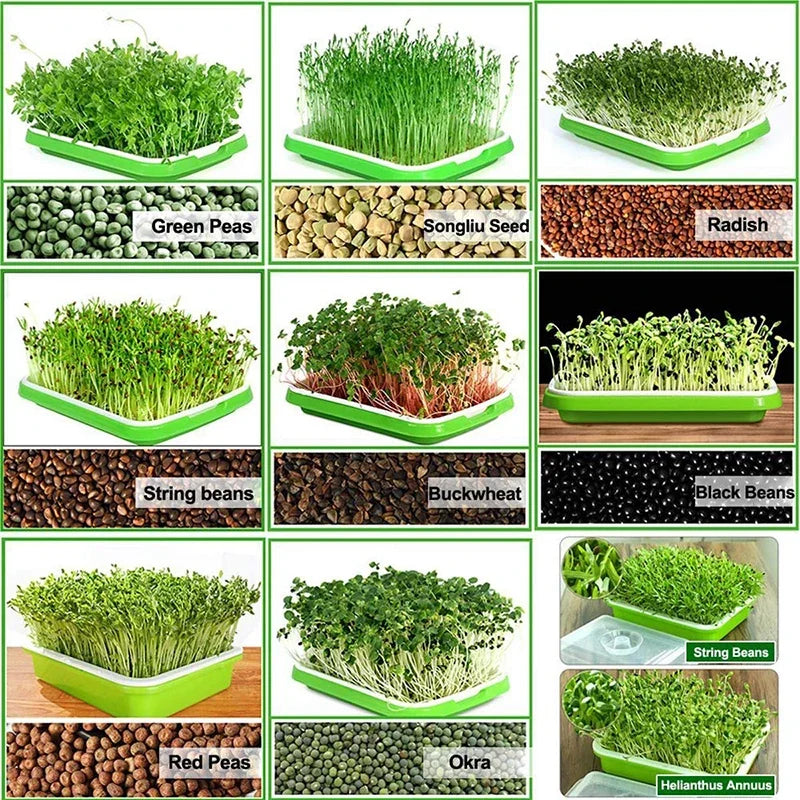 Garden Home Use Seed Sprouter Tray BPA Free PP Soilless Bean Sprout Grower Seedlings Germination Tray Sprouting Kit with Lid